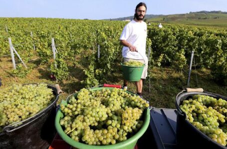 La production mondiale de vin en 2020 marquée par les calamités météo et le Covid