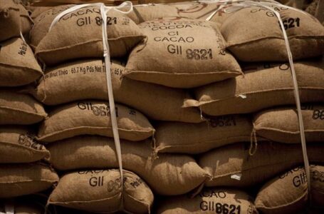 Cacao : Les entrepôts de stockage ont des difficultés à contenir le trop de marchandises