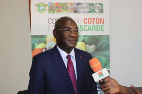 Côte d’Ivoire : le pari de bonifier le taux de transformation de la noix de cajou en marche