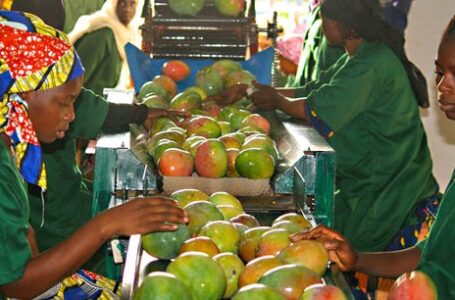 Au Mali, l’IFC soutient l’industrie de transformation de mangues