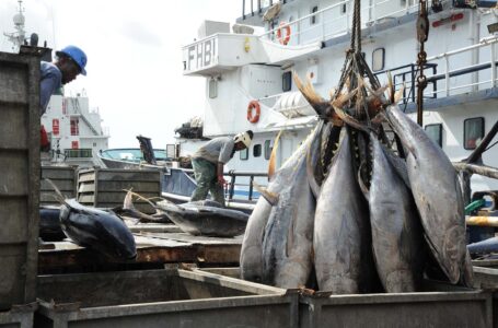 Côte d’Ivoire : la FAO note une avancée des réglementations pour le code des pêches et de l’aquaculture