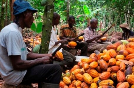 Ghana : le cocoa-board prépare un emprunt de 2 milliards de dollars pour la campagne 2021-2022