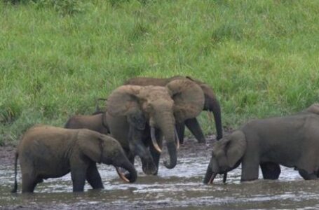 La police scientifique faunique au secours des éléphants de forêt du Gabon