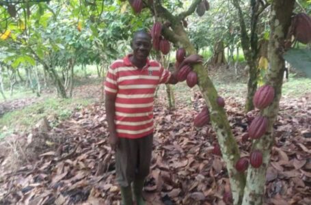 La Côte d’Ivoire va-t-elle perdre sa place de premier exportateur mondial de cacao ?