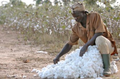 Côte d’Ivoire : 25.000 tonnes de semences de coton produites malgré des poches de sécheresse et les difficultés de stockage