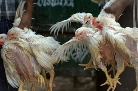 Le Burkina Faso intensifie la lutte contre la grippe aviaire