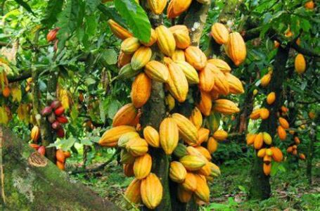 Cacao: la consommation repart, les prix augmentent lentement