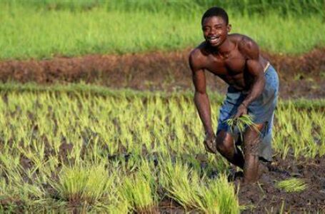 Afrique, Pas de révolution agricole sans révolution alimentaire !