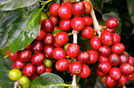Le prix élevé du café met en difficulté les torréfacteurs dans le monde