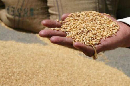 L’Inde stoppe les exportations de blé, le G7 parle  de crise alimentaire mondiale
