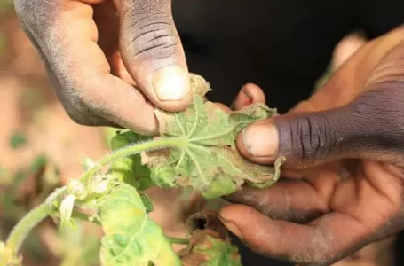 Côte d’Ivoire : inquiétude chez les producteurs de coton face à un insecte ravageur