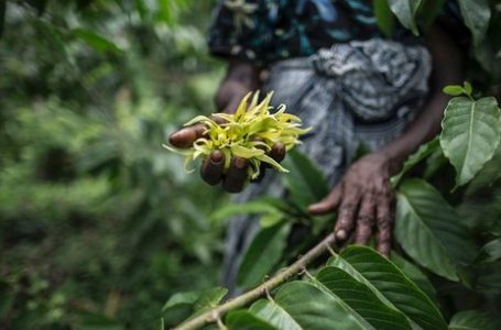 Vanille, ylang-ylang… ces matières premières aromatiques des Comores prisées par l’industrie française