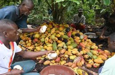 La Côte d’Ivoire rehausse le prix de son cacao bord champ: 1500 f le kilo au lieu de 1000 f